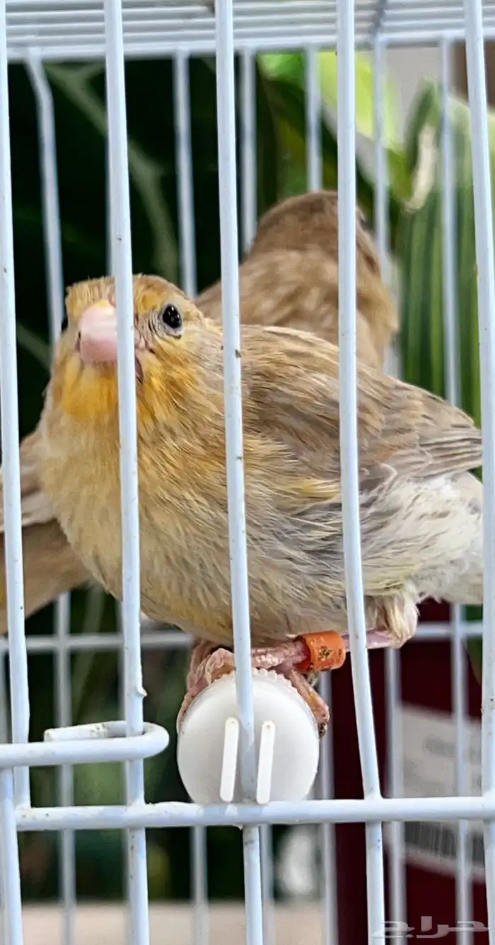 4 فروخ كناري ( تم البيع ) 16