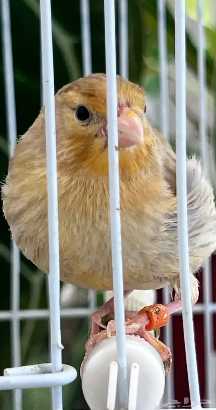 4 فروخ كناري ( تم البيع ) 6