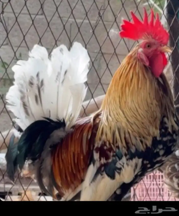 دجاج للبيع بلدي بياض من 30 رياا ذكر وانثى 0