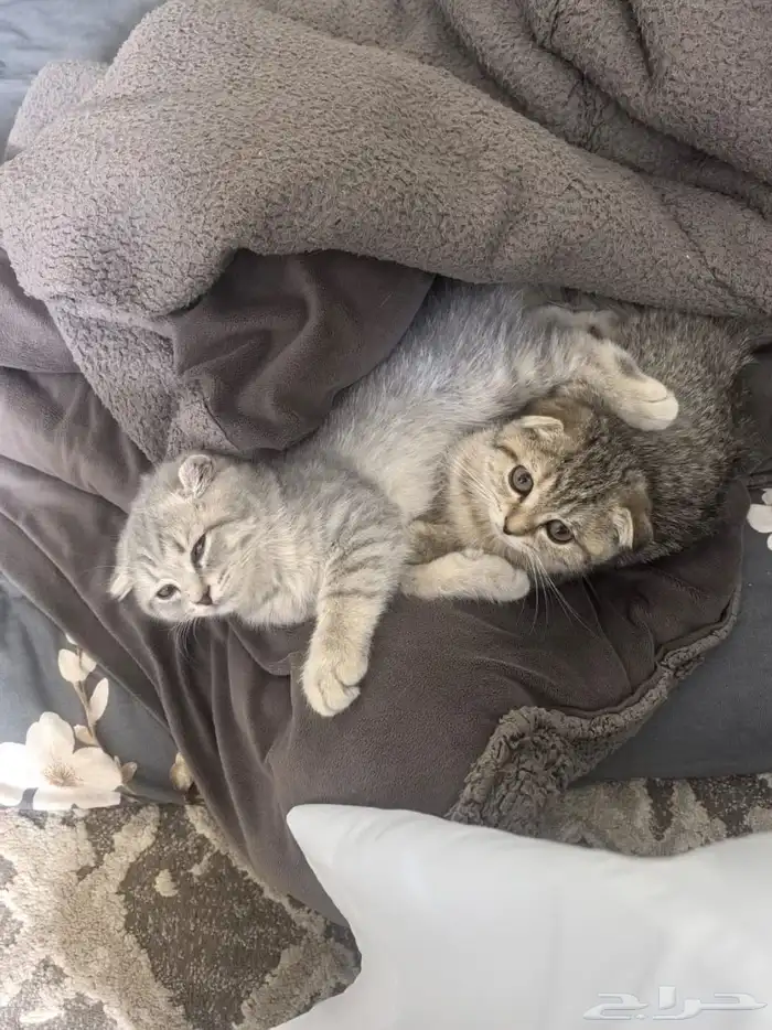 قطط سكواتش للبيع 0