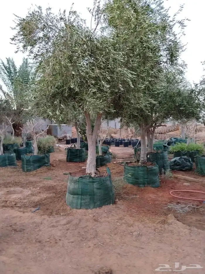 اشجار زيتون مثمر جميع المقاسات 17