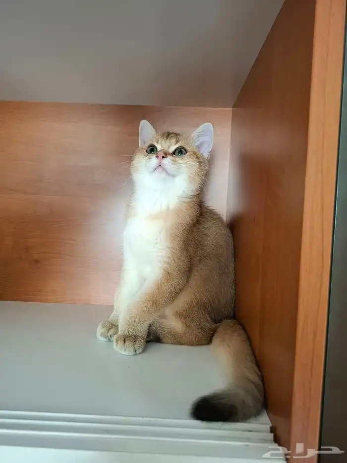 قط سكوتش ستريت للبيع 2