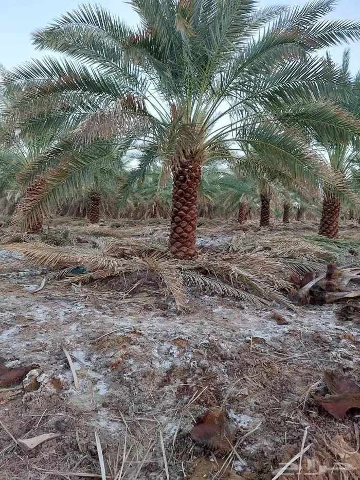 يوجد عمال لجميع ماي خص انخيل من تكريب وتحويض وقلع وغرس 5