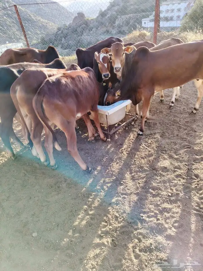 19 حسيل بلدي صحتهم ممتازة جدا 4