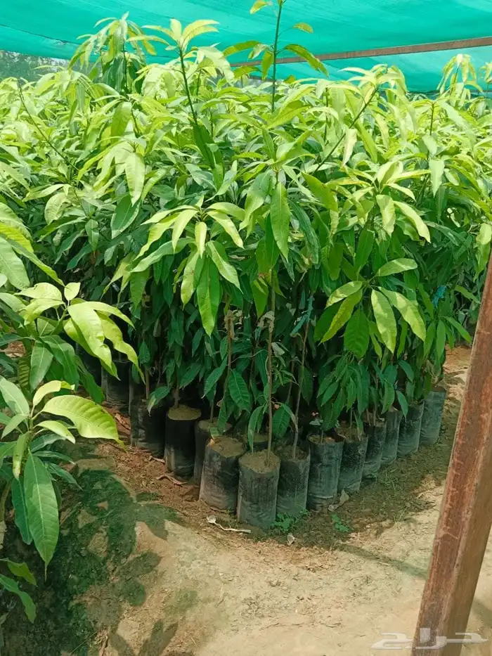 شتلات المانجو بكل انواعها متوفره كميات 0