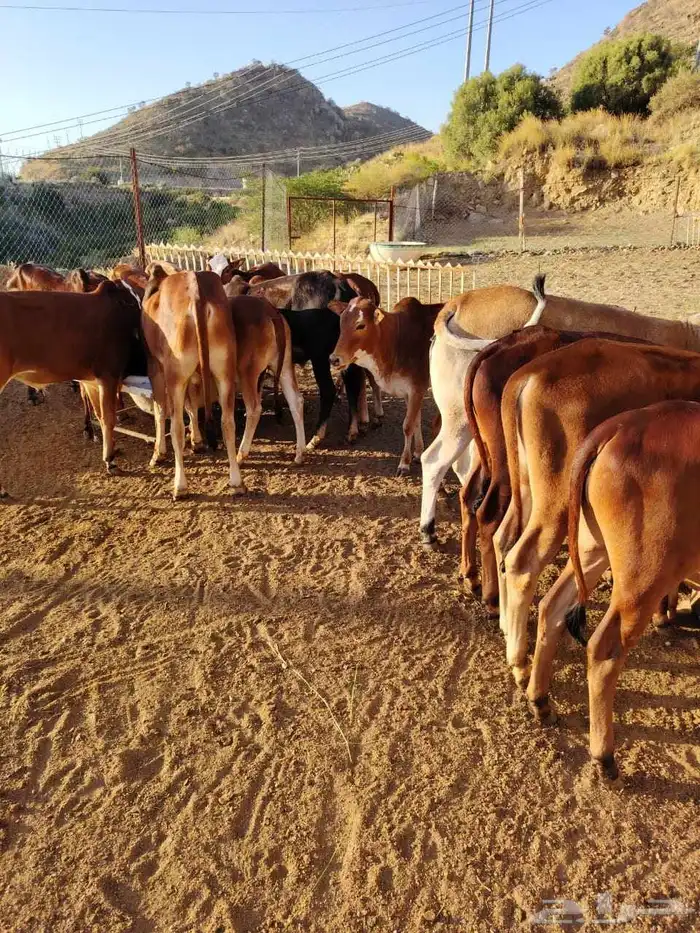 19 حسيل بلدي صحتهم ممتازة جدا 1