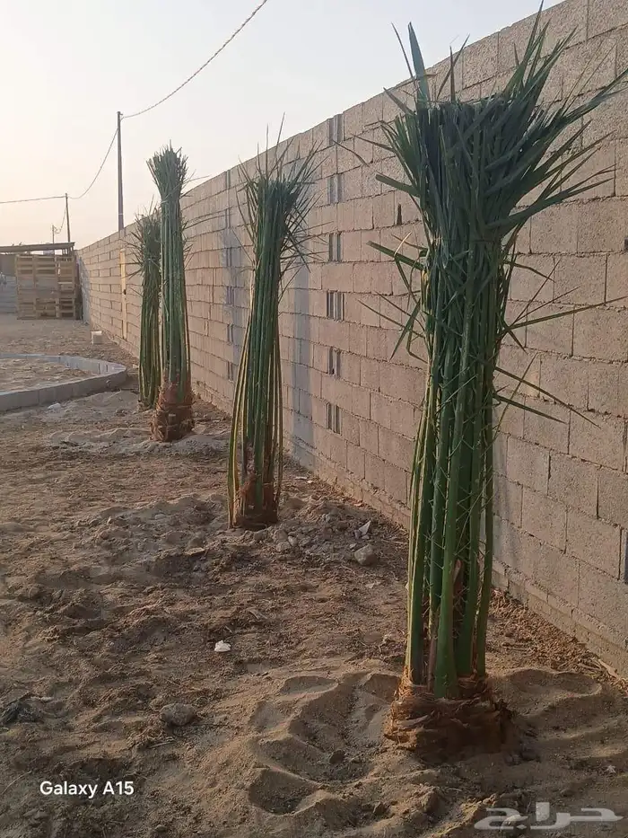 اسلام عليكم توجد الدين نخل فسيل وتوجد جميع النوع وجميع المقس 5