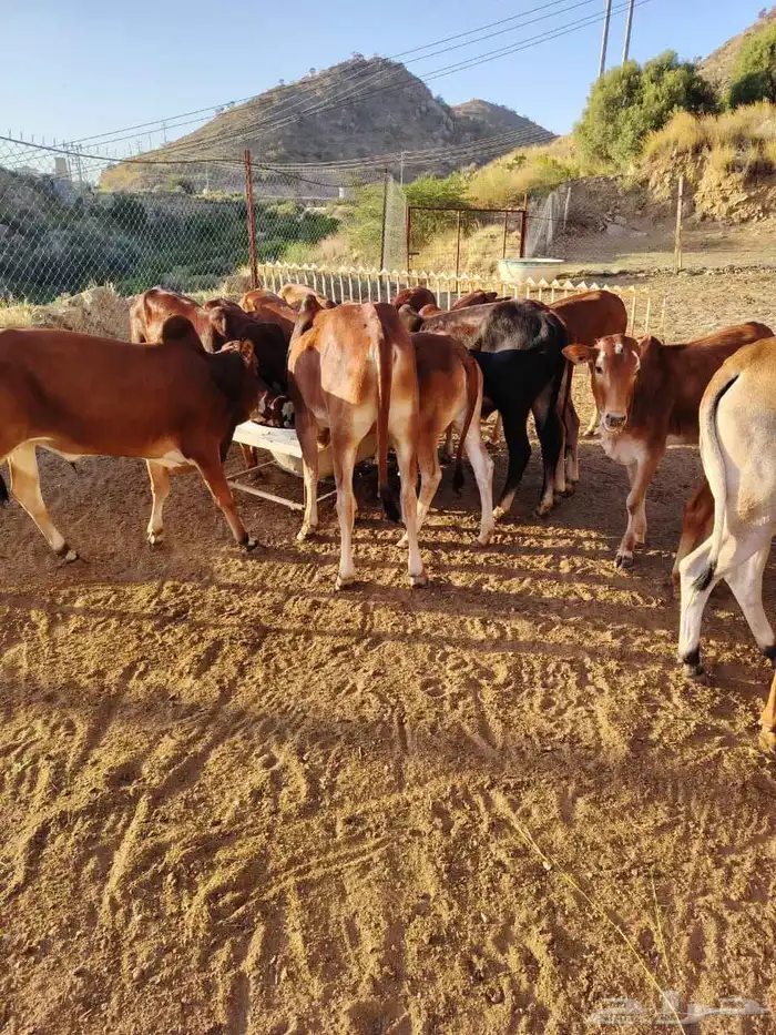 19 حسيل بلدي صحتهم ممتازة جدا 0