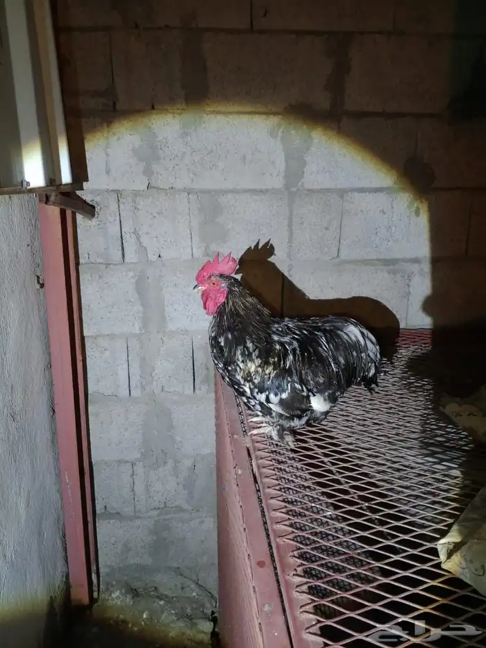 دجاج كوشن 12