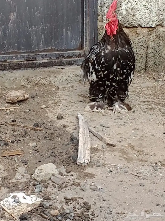 دجاج كوشن 11