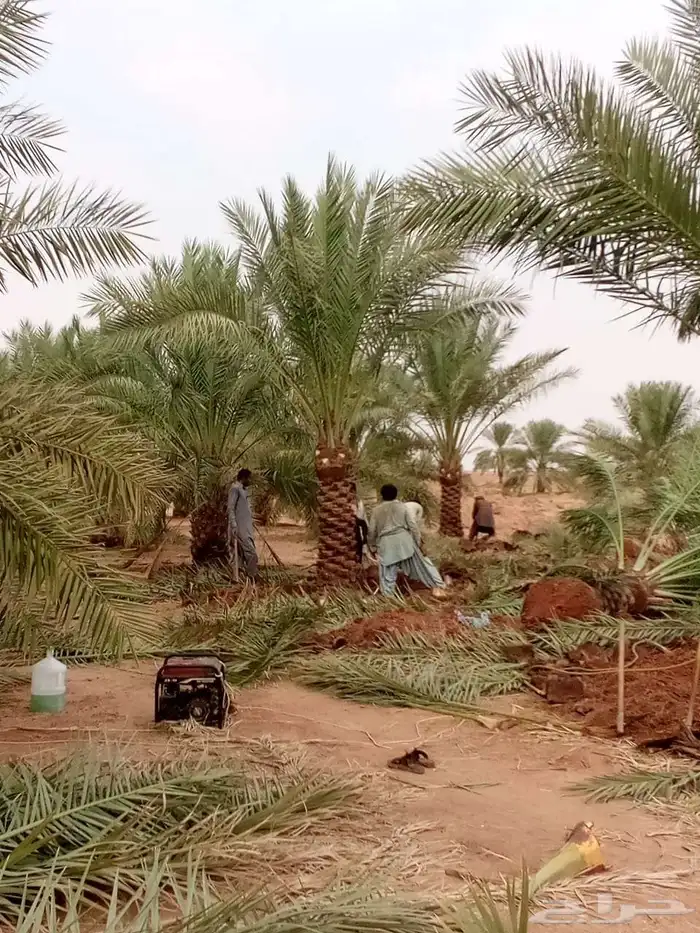 نخل مثمر للبيع نخيل صقعي مجدول اخلاص سكري نخل واشنطني زينه 4