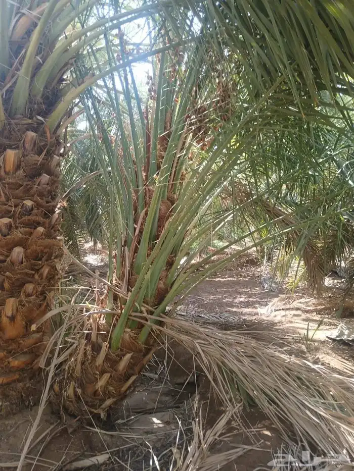 نخل للبيع جميع انواع انخيل من القصيم 6