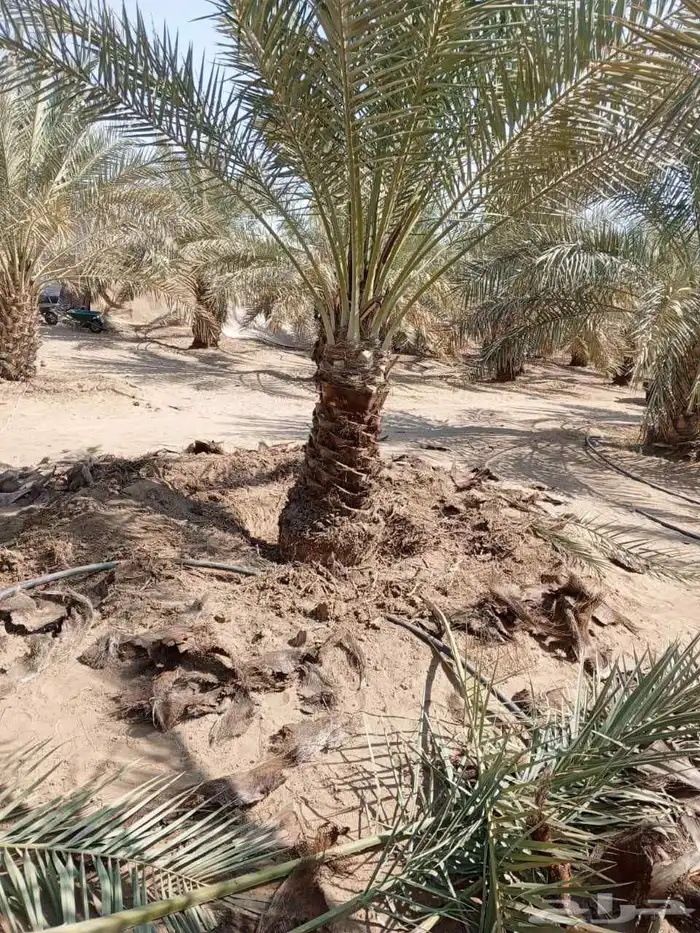 نخل للبيع جميع انواع انخيل المثمار وزينه 6
