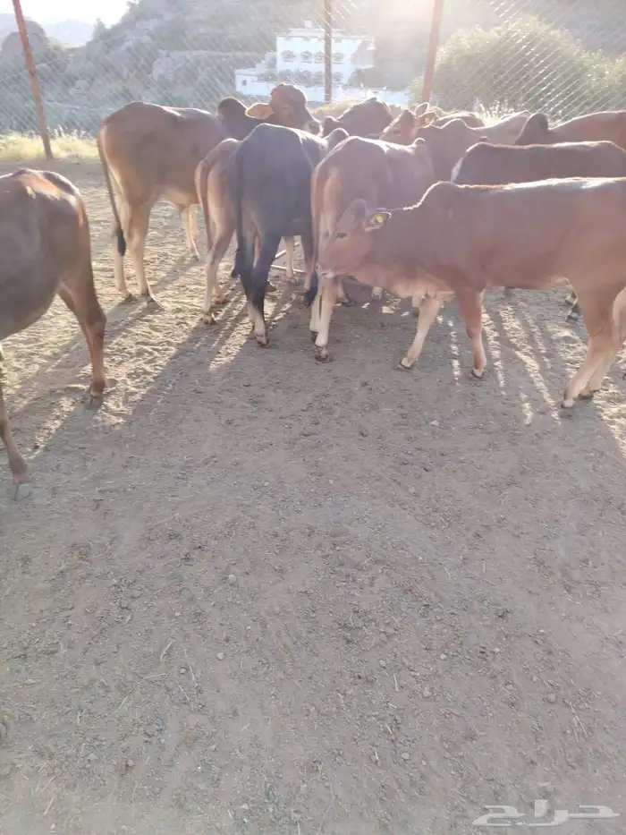 19 حسيل بلدي صحتهم ممتازة جدا 3