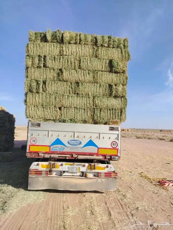 برسيم صافي 0