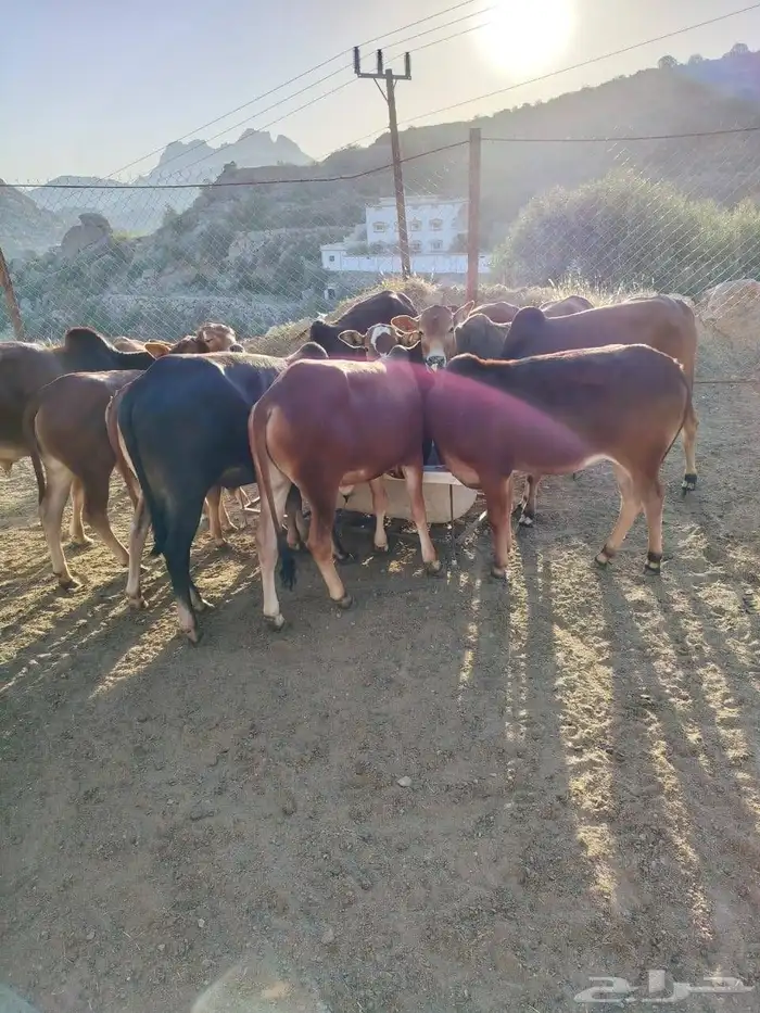 19 حسيل بلدي صحتهم ممتازة جدا 2