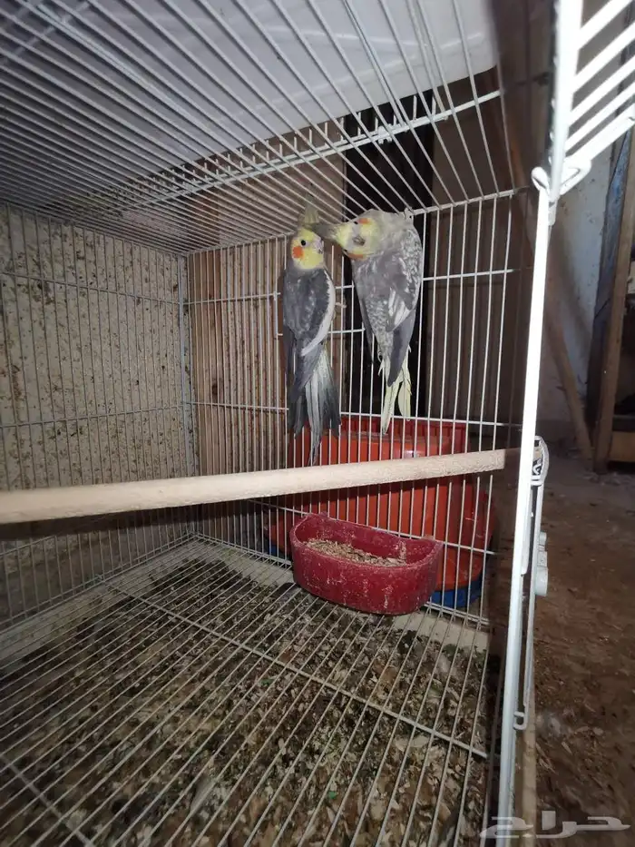 جوز كروان منتج. اليوم نزل اول بيضه 5