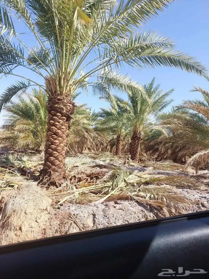 يوجد عمال لجميع ماي خص انخيل من تكريب وتحويض وقلع وغرس 3