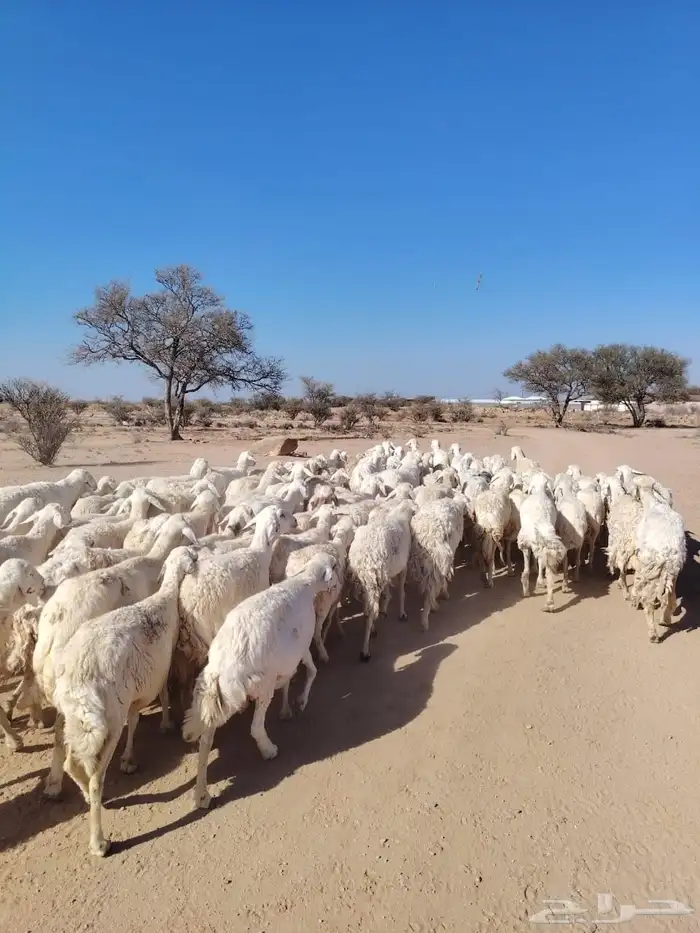 غنم حريه حرش مراح وحد قطعه وحده الغنم طيبه دفيع ومضاريع 5