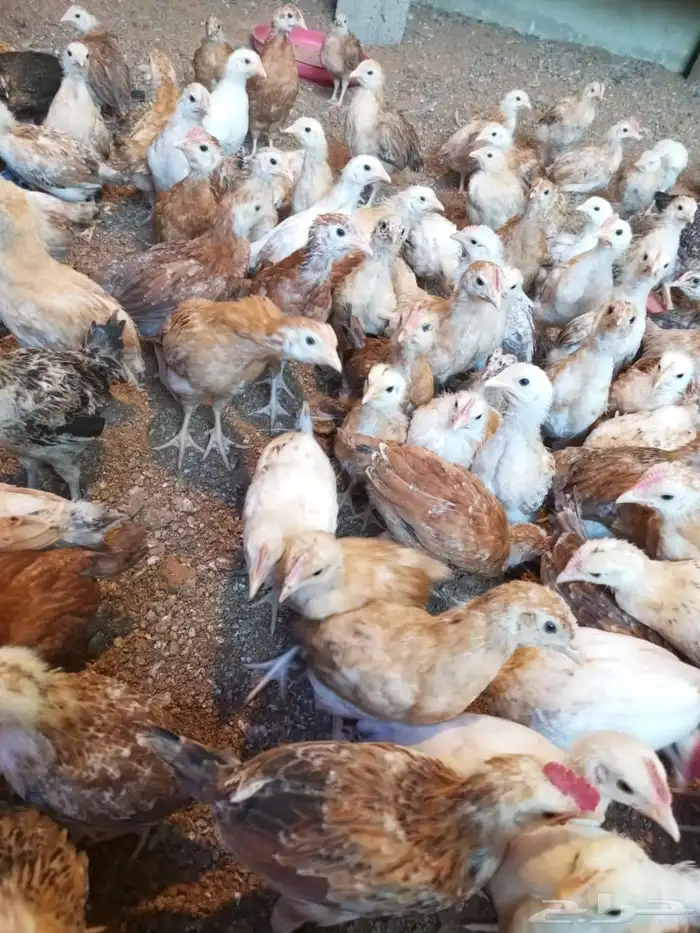 صوص دجاج بلدي هجين تركي العمر شهر 2