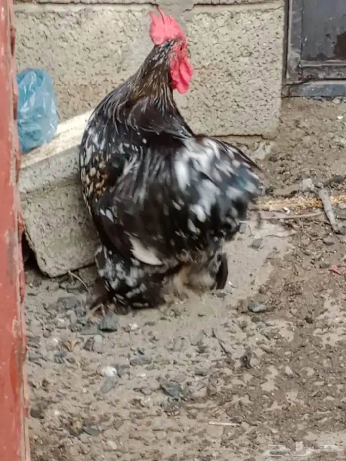 دجاج كوشن 13