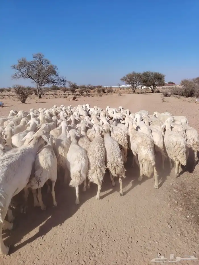 غنم حريه حرش مراح وحد قطعه وحده الغنم طيبه دفيع ومضاريع 2