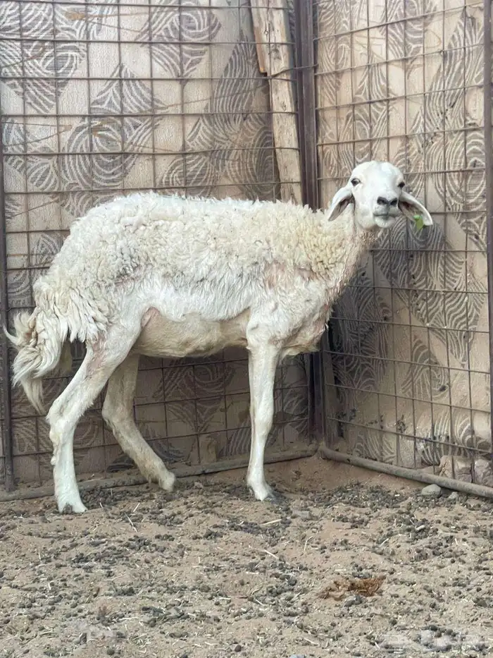 نعجه للبيع العمر سديس وصحتها لك عليها شوي 0