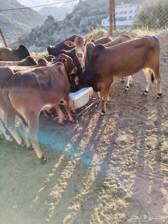 19 حسيل بلدي صحتهم ممتازة جدا 5