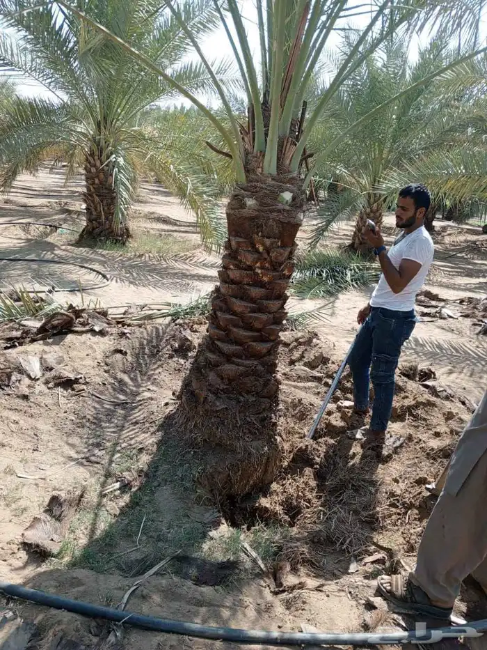 نخل للبيع جميع انواع انخيل المثمار وزينه 5