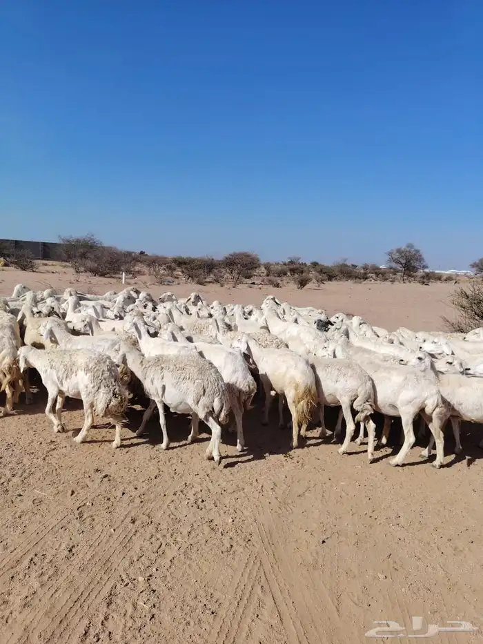 غنم حريه حرش مراح وحد قطعه وحده الغنم طيبه دفيع ومضاريع 3