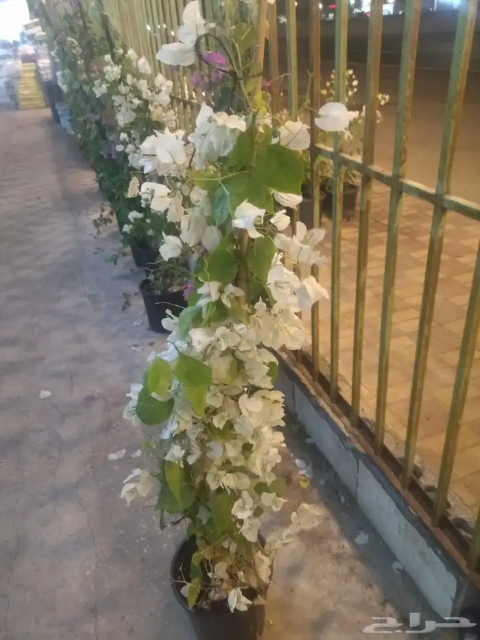 مشاتل الدمام للتنسيق الحدائق قمه في الابداع 8