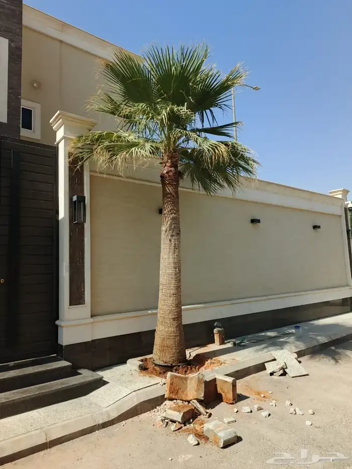 نخل واشنطنيا زينه وملوكي وجوز الهند 1