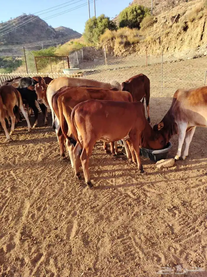 19 حسيل بلدي صحتهم ممتازة جدا 6