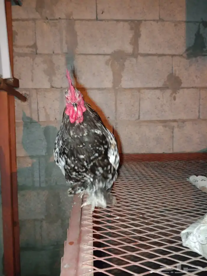 دجاج كوشن 14