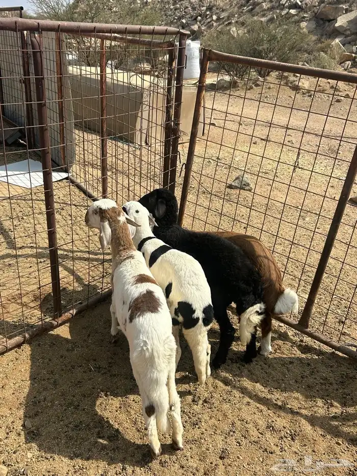 رخال سواكن تيلاد 4