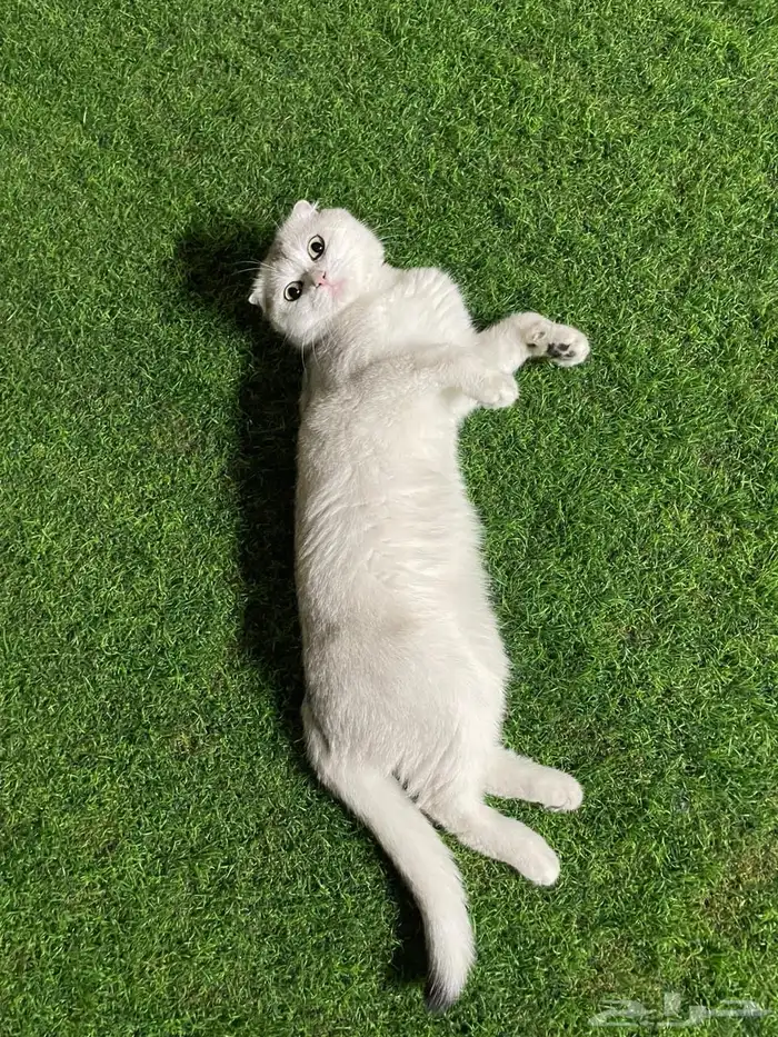 قطط سكوتش للتبني 4