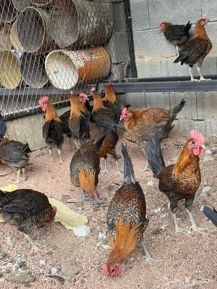 ديوك فيومي ذهبي 2