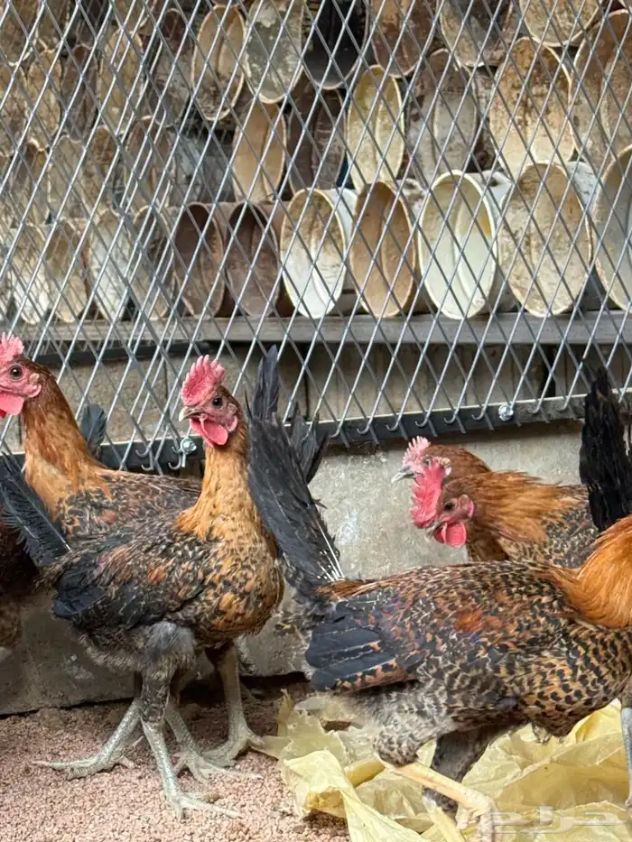 ديوك فيومي ذهبي 3