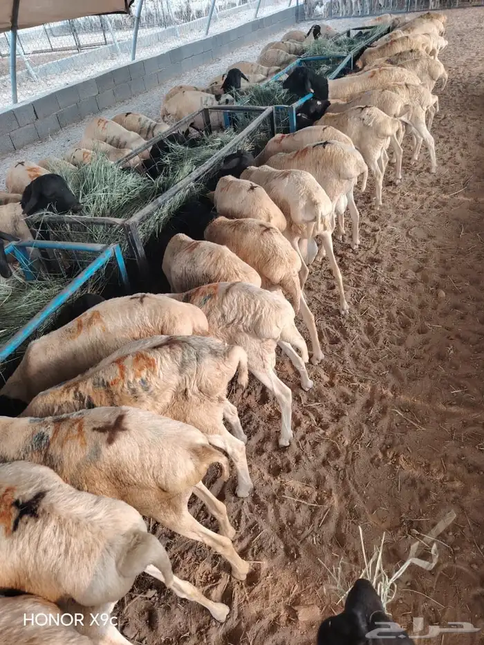 للزبون الصامل.. تيوس وبرابر على الشرط وبأسعار مرضية 1