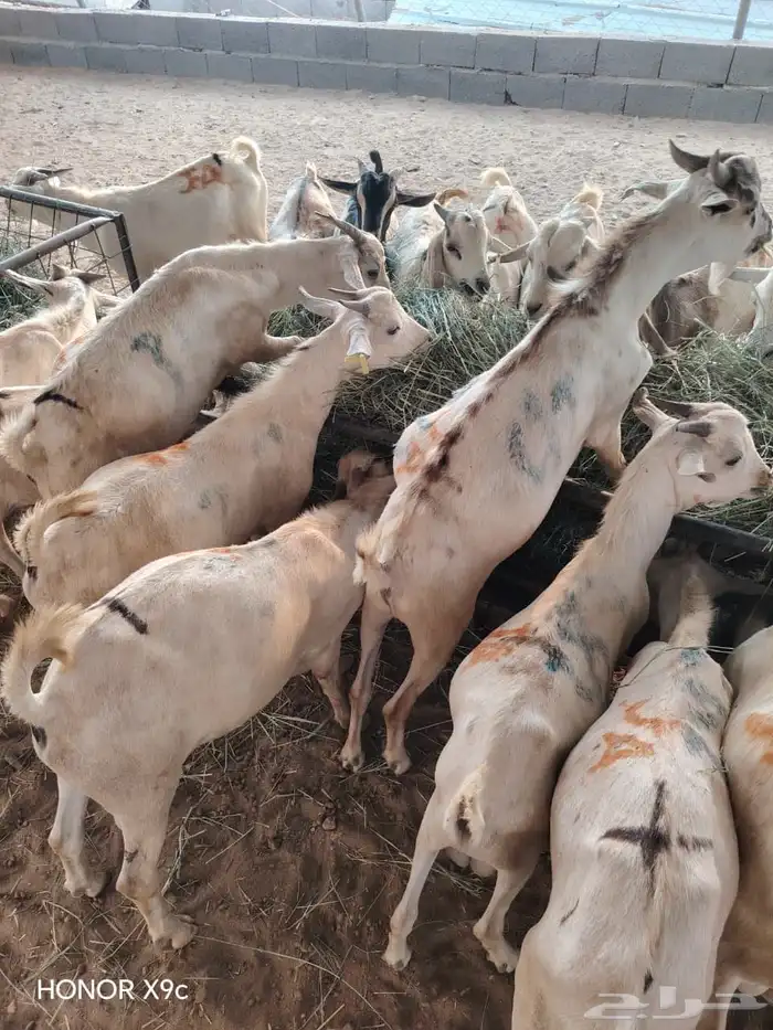 للزبون الصامل.. تيوس وبرابر على الشرط وبأسعار مرضية 4