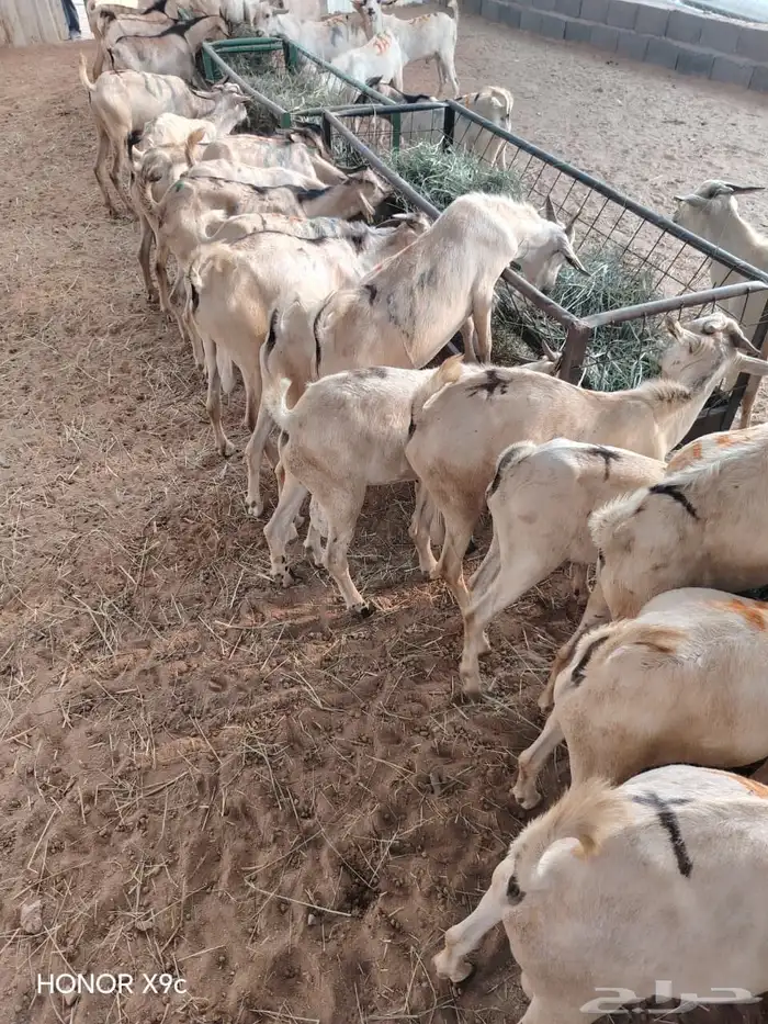 للزبون الصامل.. تيوس وبرابر على الشرط وبأسعار مرضية 2