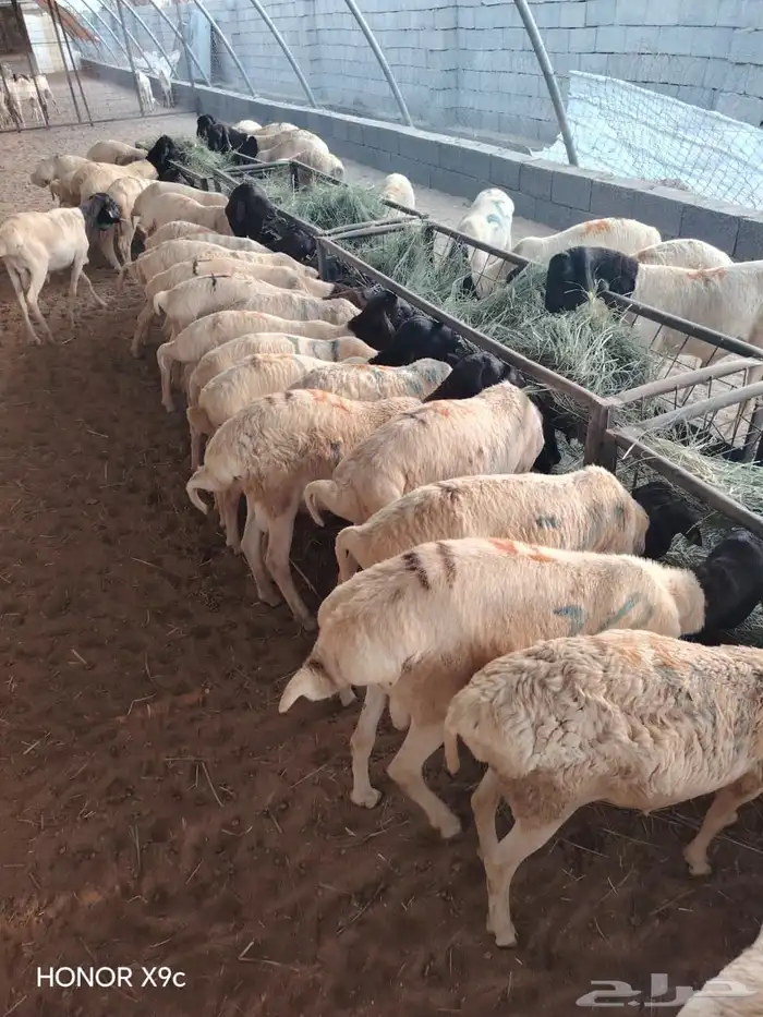 للزبون الصامل.. تيوس وبرابر على الشرط وبأسعار مرضية 0