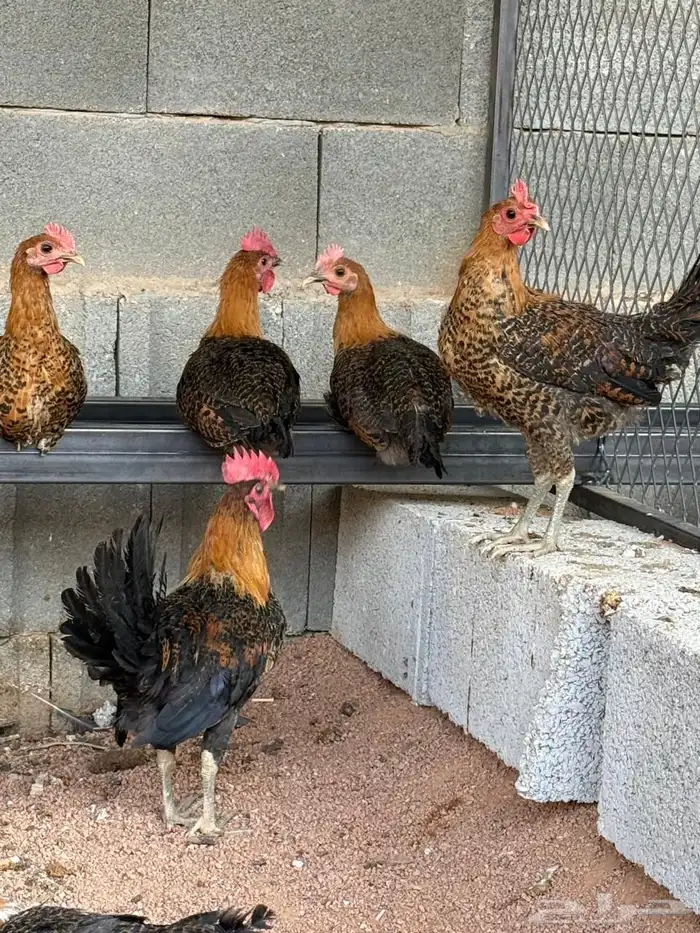 ديوك فيومي ذهبي 0