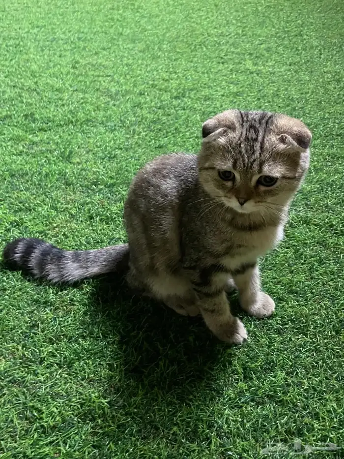 قطط سكوتش للتبني 1