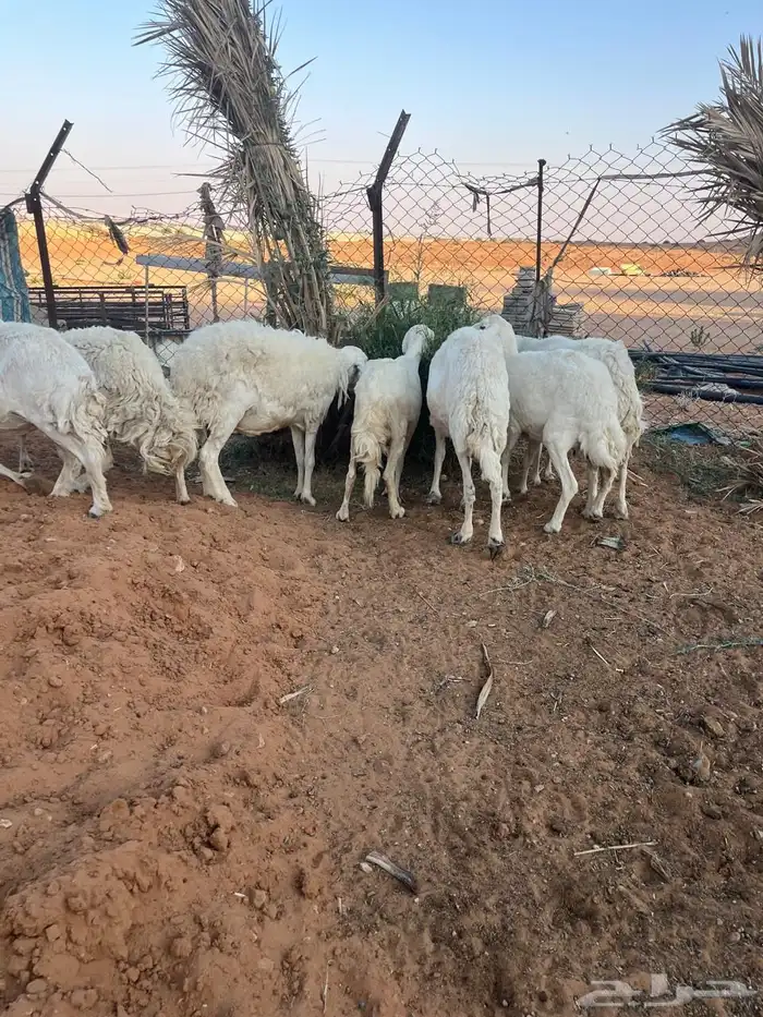 حريات مقاني 4