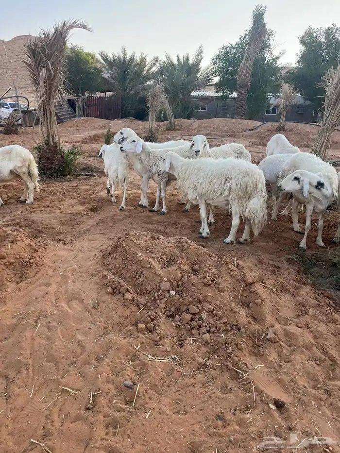 حريات مقاني 5