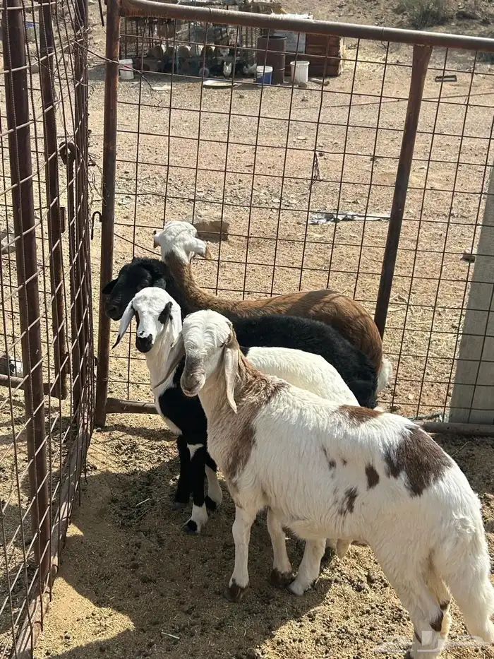 رخال سواكن تيلاد 2