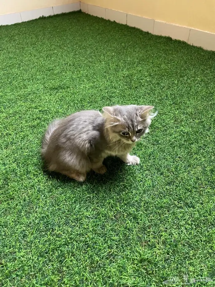 قطط سكوتش للتبني 7