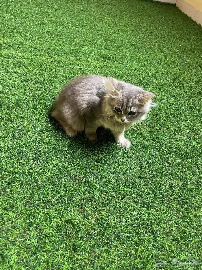 قطط سكوتش للتبني 8