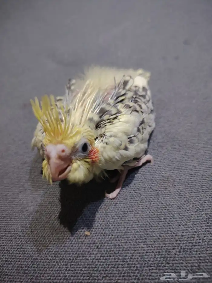 فرخ كروان للبيع 0